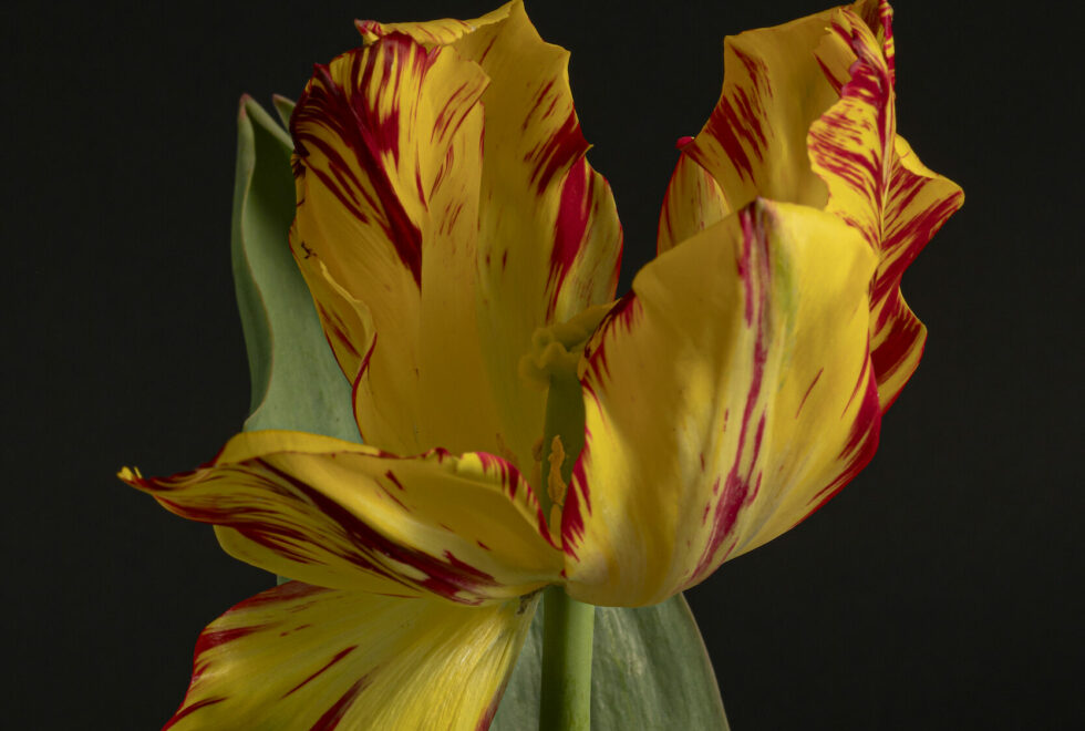 Open tulp met geel-rode bloembladen